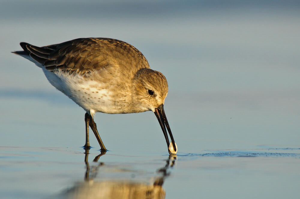 Dunlin walking through the sand eating a fresh catch