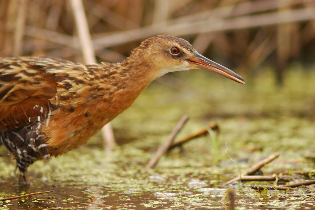 Audubon staff often refer to the King Rail as a "sneaky marsh chicken." Audubon staff often refer to the King Rail as a "sneaky marsh chicken."