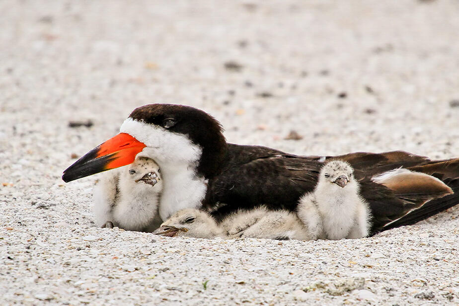 Black Skimmer and chicks. Black Skimmer and chicks.