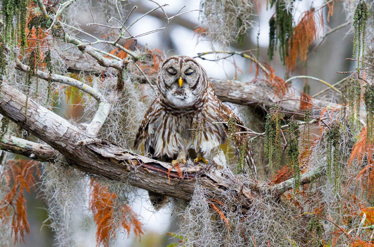Barred Owl Barred Owl