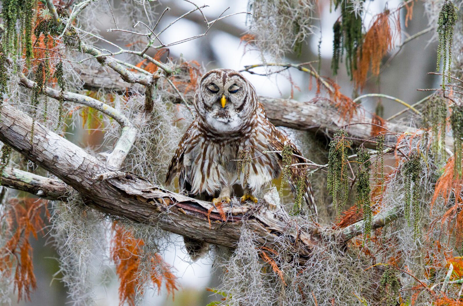 Barred Owl