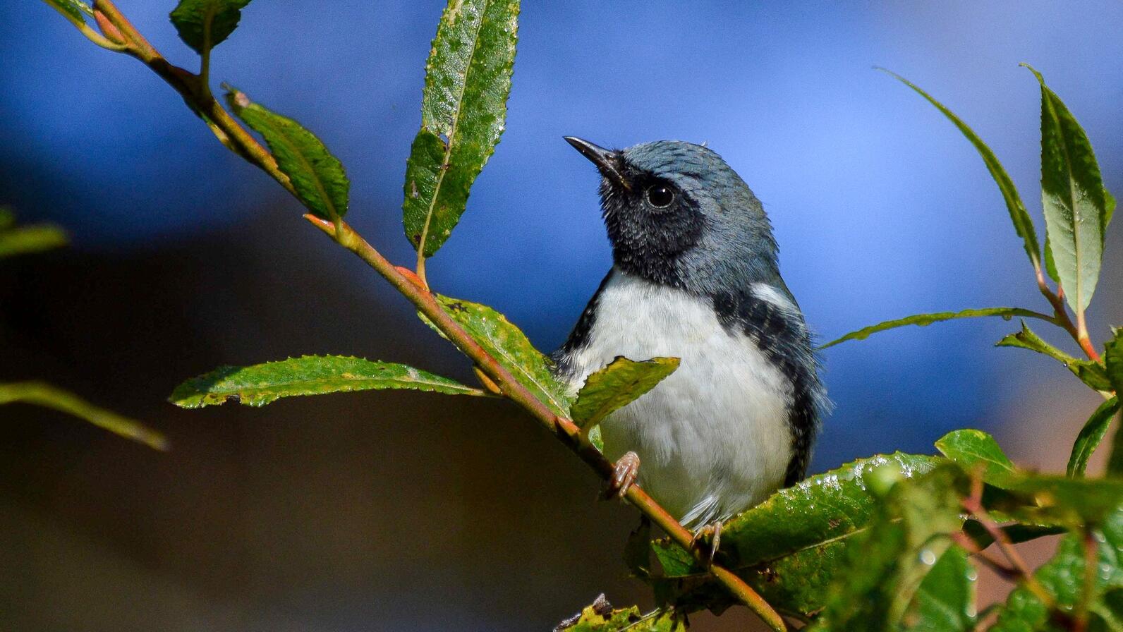 Black-throated Blue Warbler. Black-throated Blue Warbler.