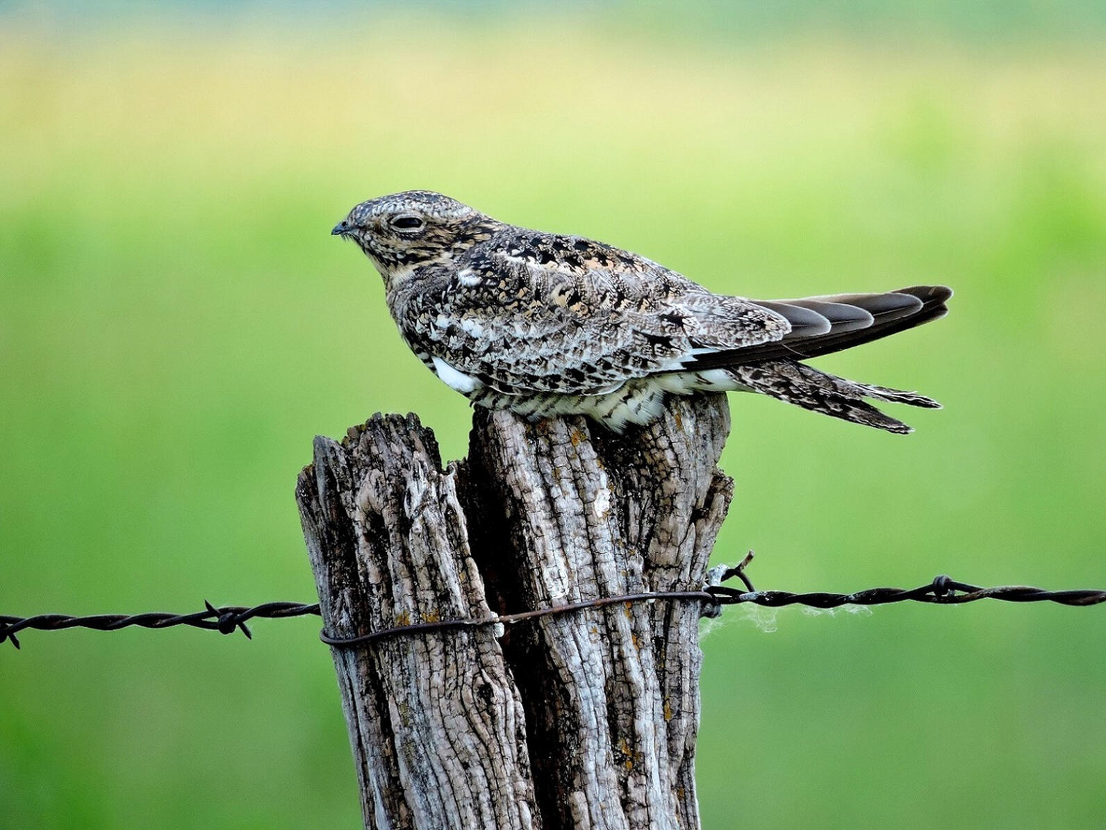Common Nighthawk Common Nighthawk