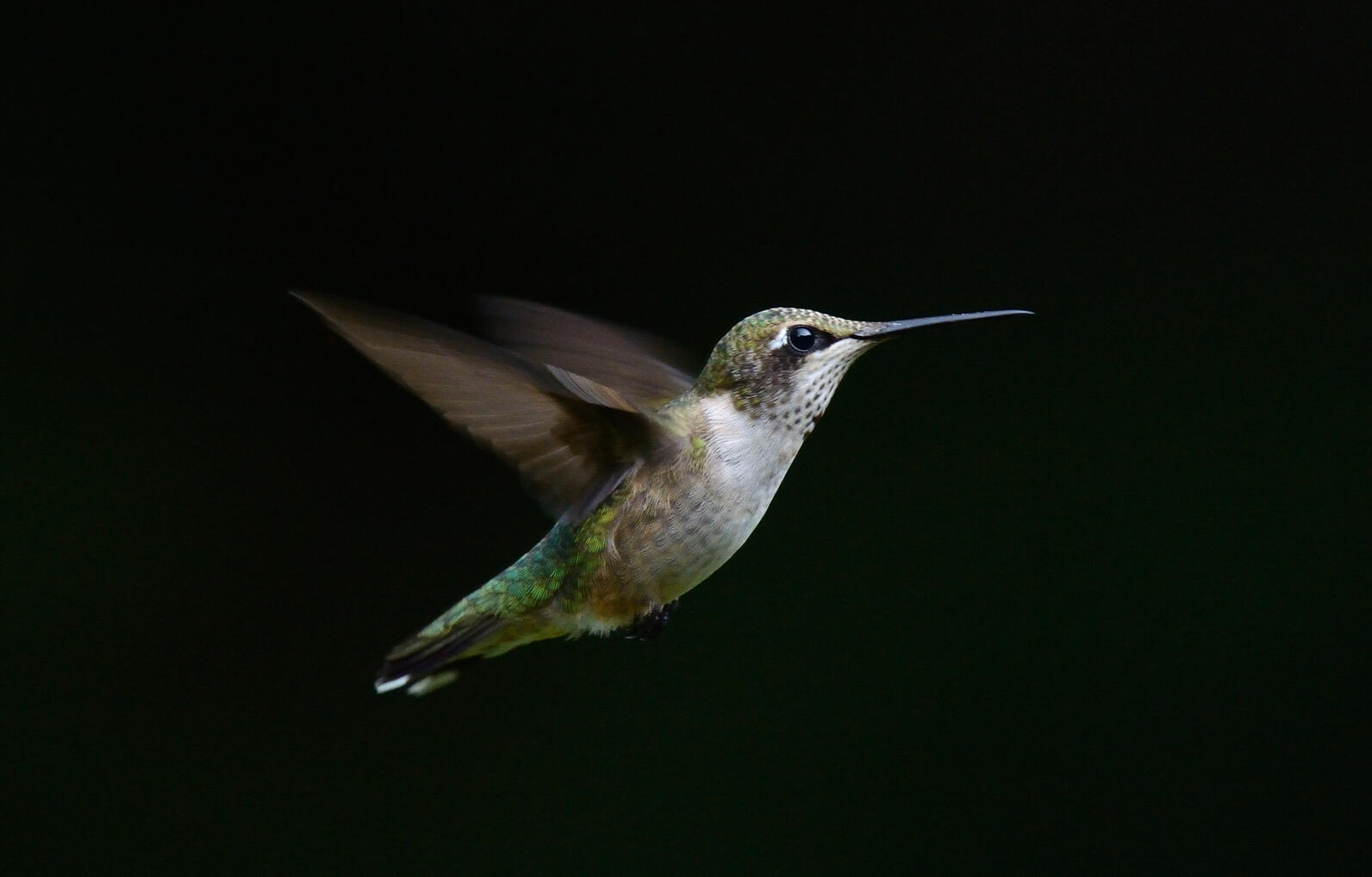 Ruby-throated Hummingbirds and scores of songbird species migrate at night.