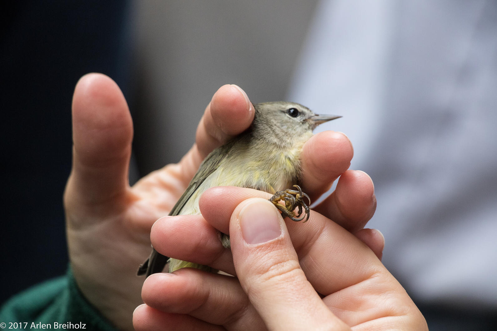 A Tennessee Warbler prepares to be banded. A Tennessee Warbler prepares to be banded.