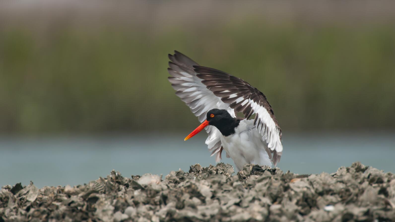 American Oystercatcher. American Oystercatcher.
