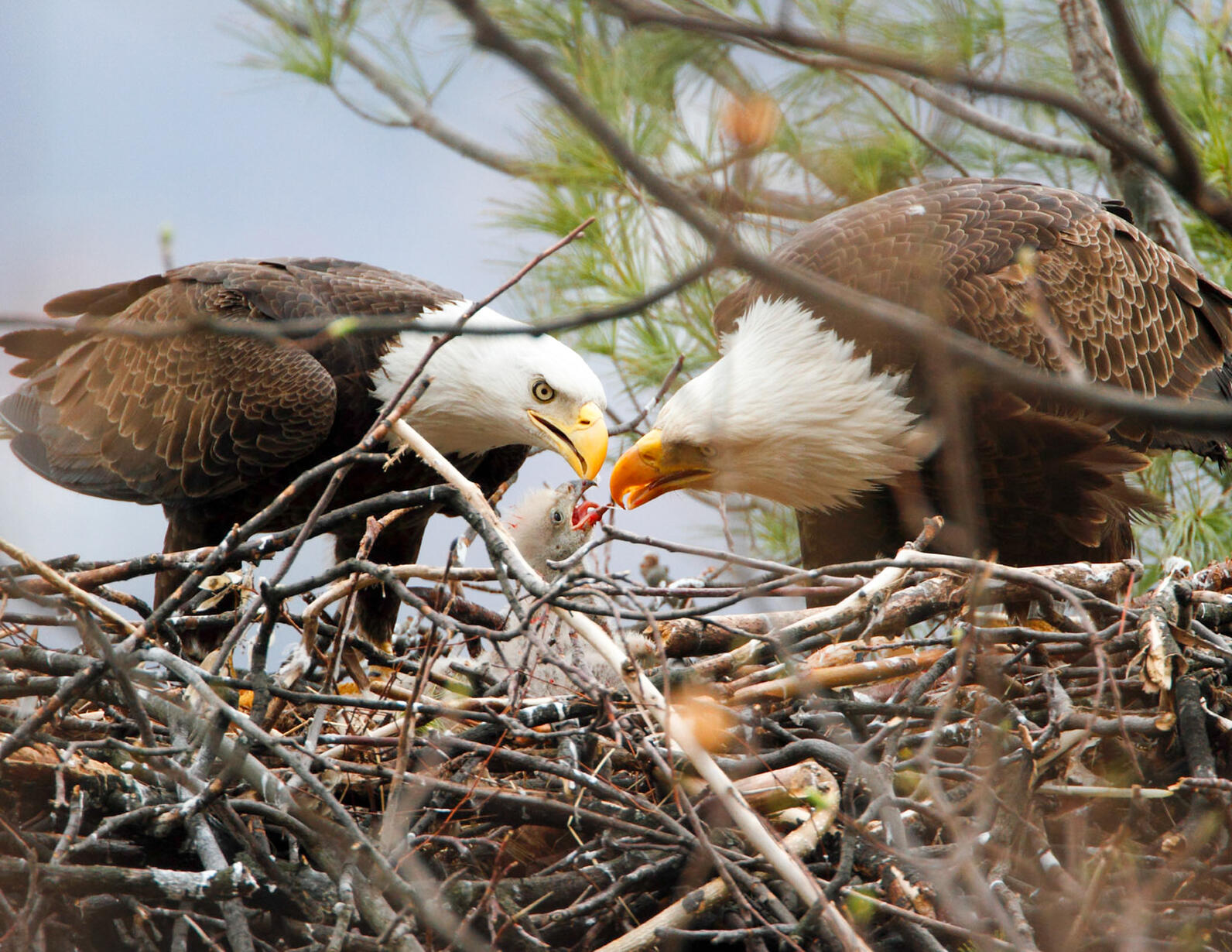 Bald Eagle, adults and nestling. Photo: Steven Sachs/Audubon Photography Awards Bald Eagle, adults and nestling. Photo: Steven Sachs/Audubon Photography Awards