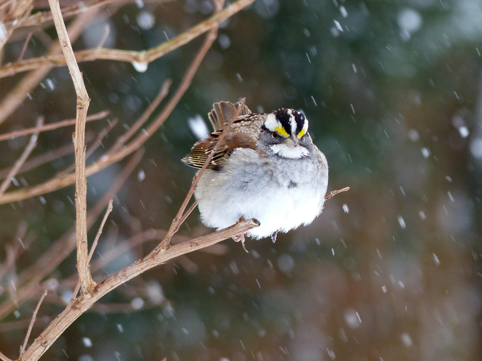 White-throated Sparrow perched on a tree branch with snow falling around it
