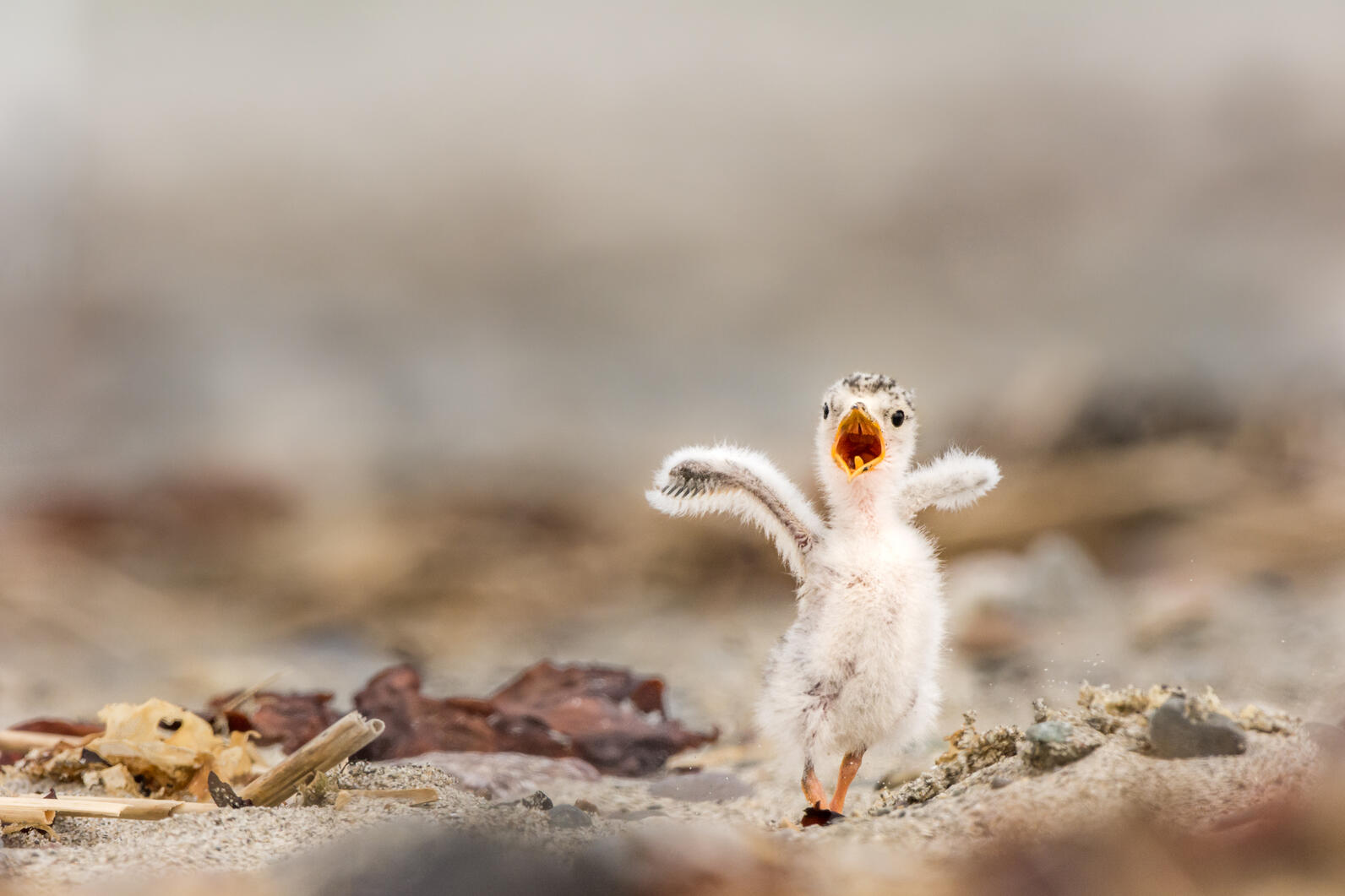 Least Tern chick. Least Tern chick.