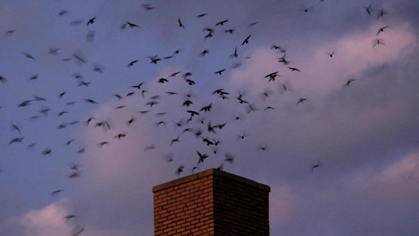 Chimney Swifts flock at a roost at dusk. Chimney Swifts flock at a roost at dusk.