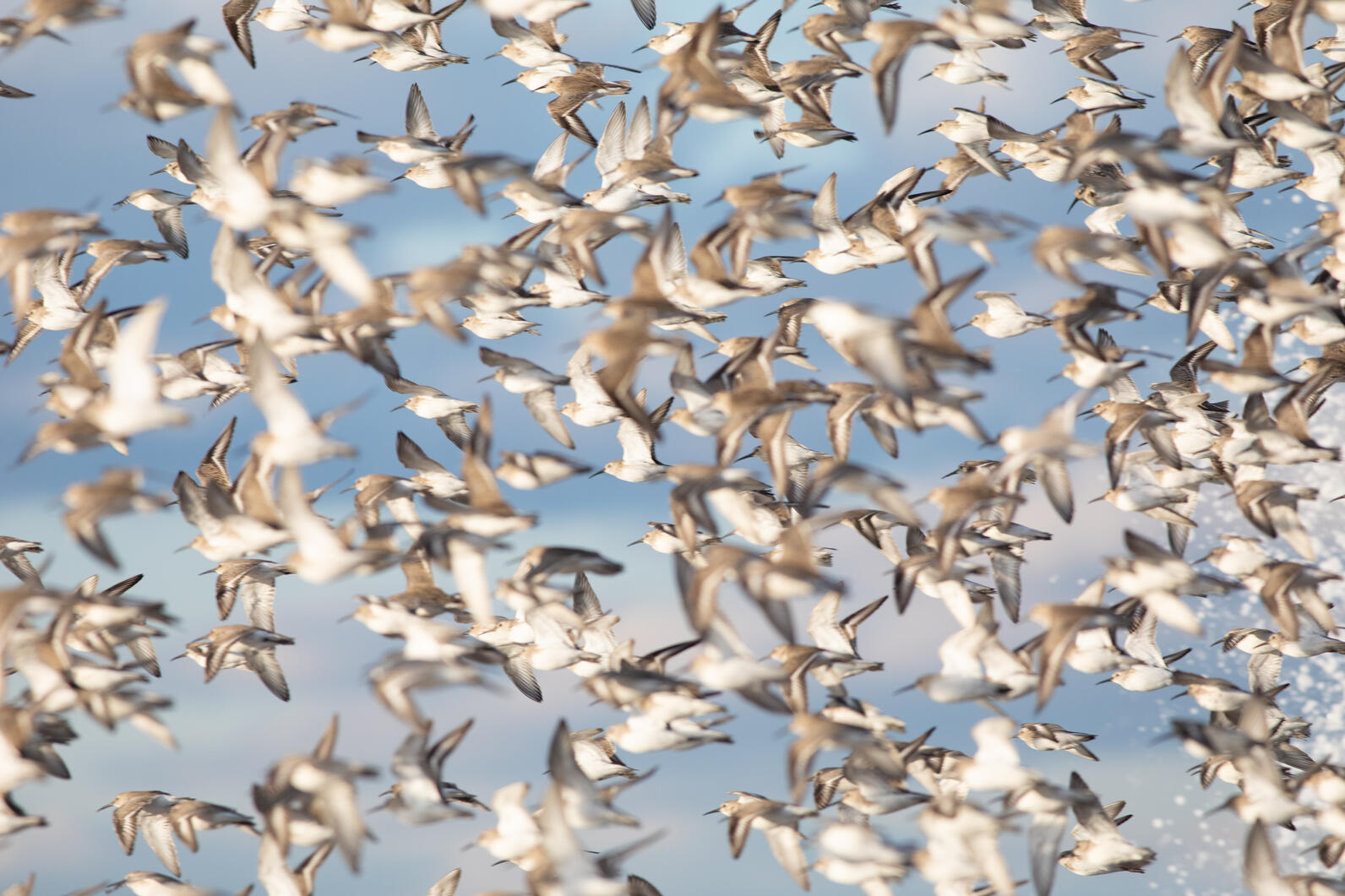 A flock of shorebirds. A flock of shorebirds.