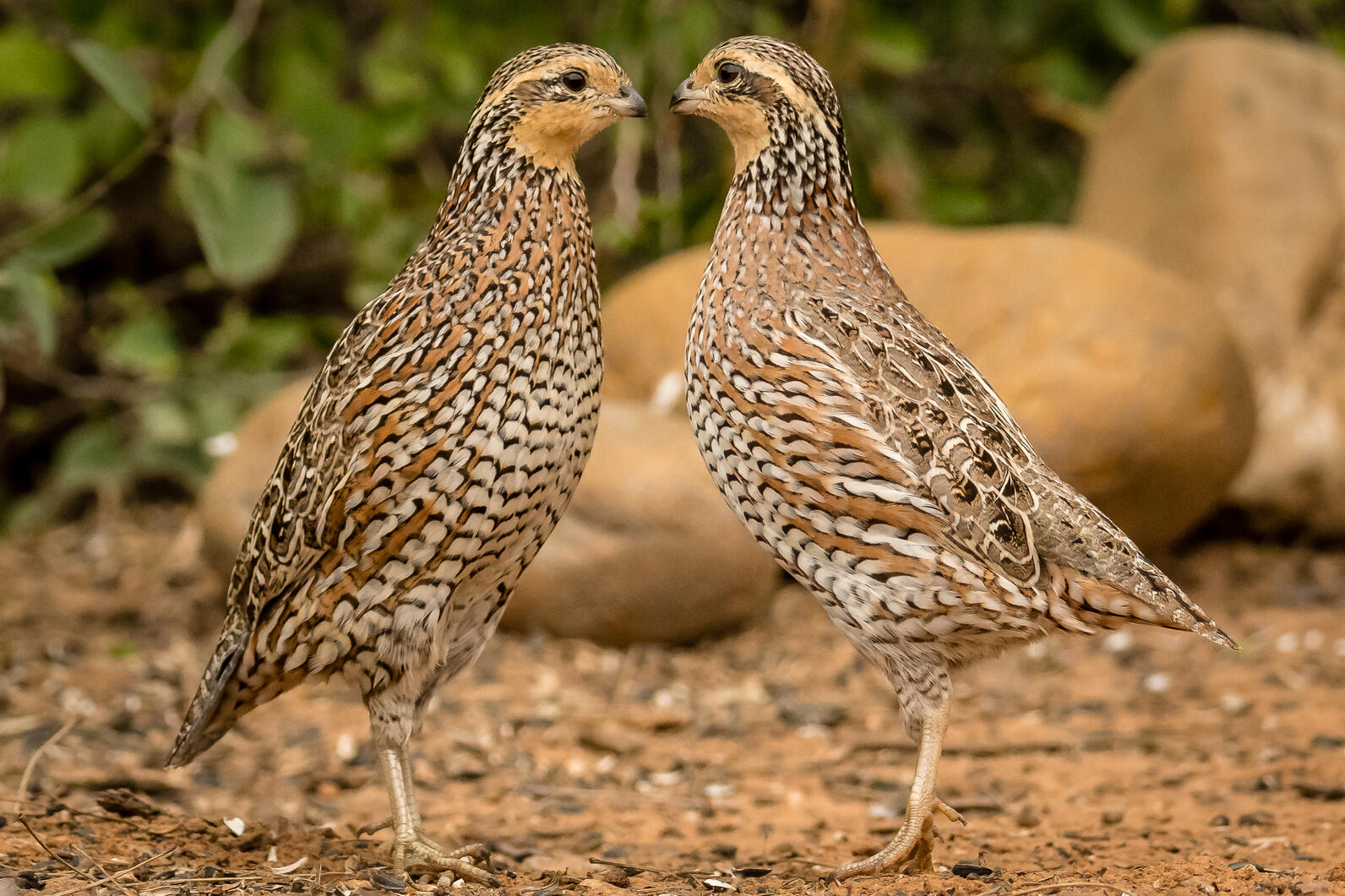 Northern Bobwhite Northern Bobwhite