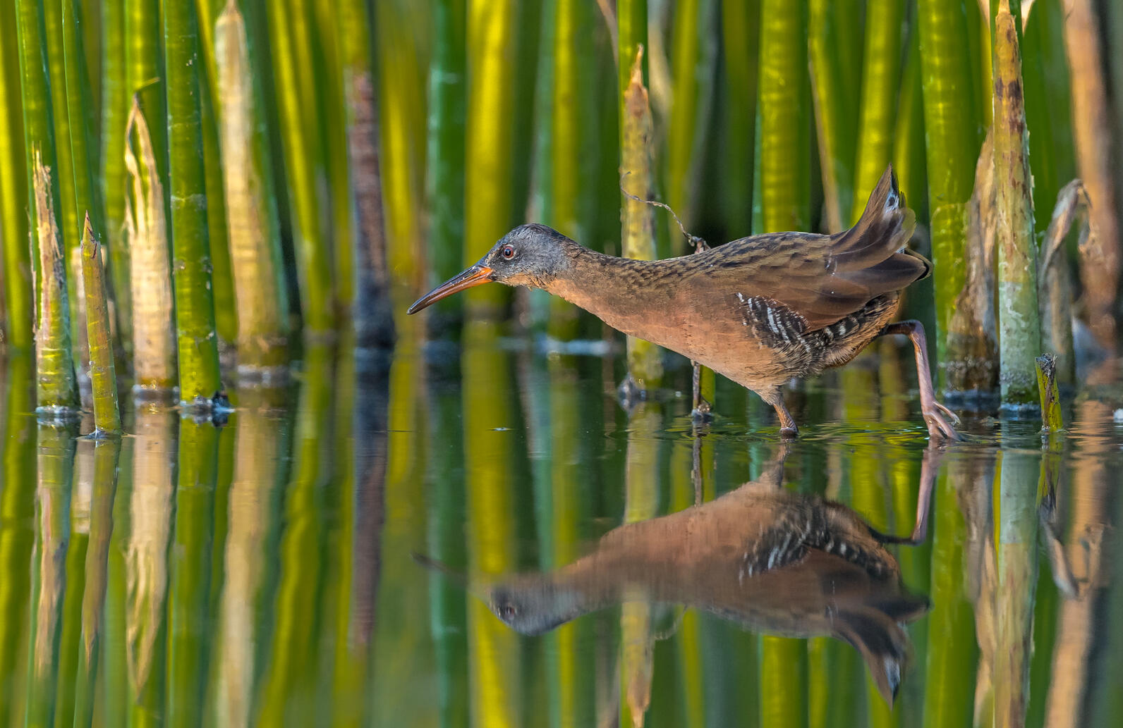 Virginia Rails can be distinguished by their gray face.