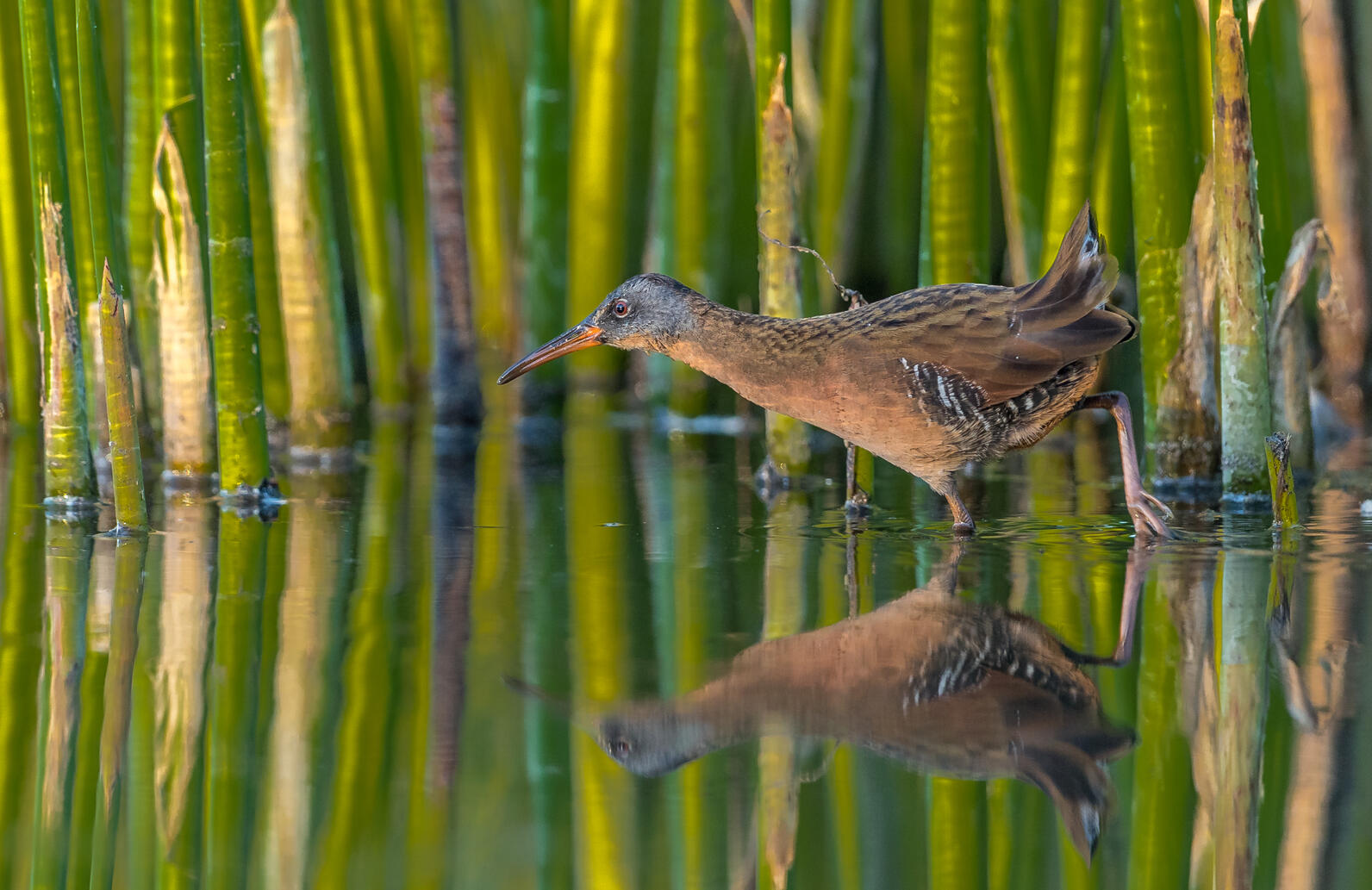 Virginia Rails can be distinguished by their gray face. Virginia Rails can be distinguished by their gray face.