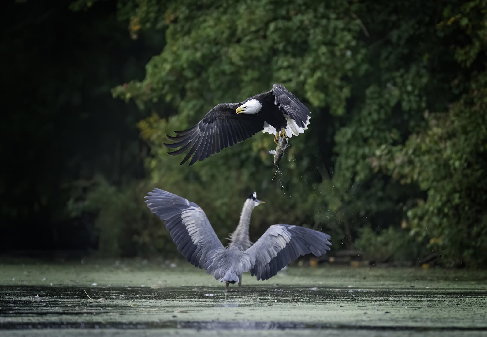 Bald Eagle stealing a fish from a Great Blue Heron. Photo: Thomas Mazzola/Audubon Photography Awards Bald Eagle stealing a fish from a Great Blue Heron. Photo: Thomas Mazzola/Audubon Photography Awards