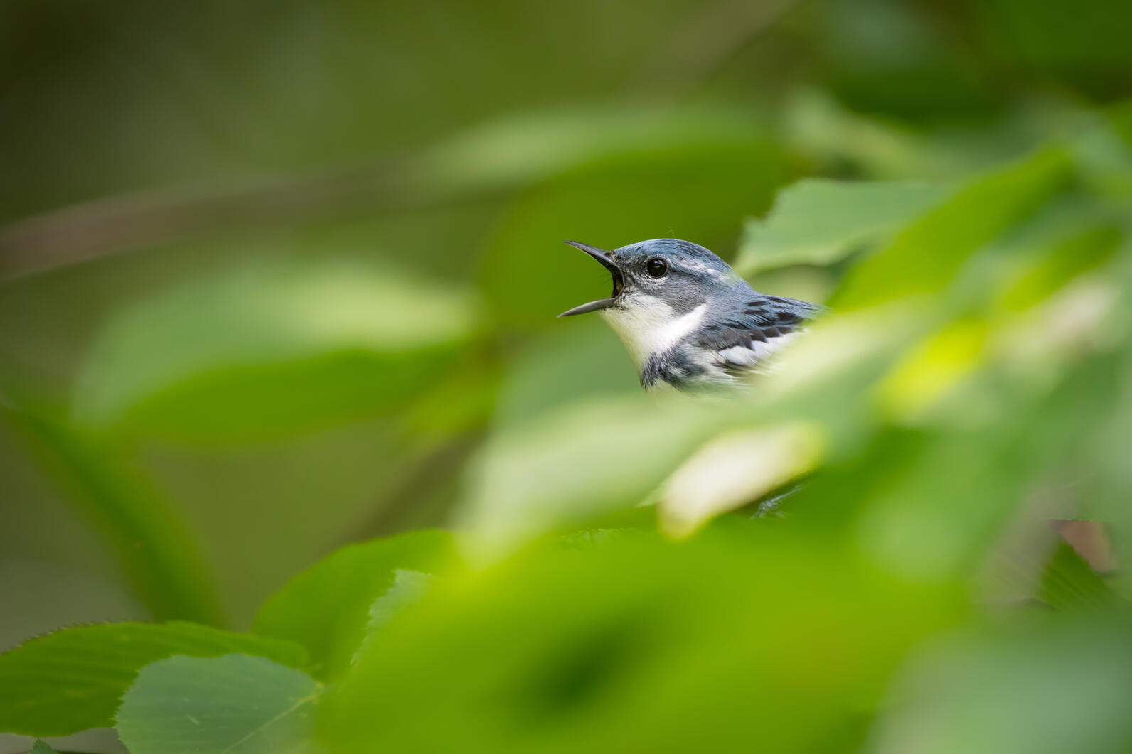 Cerulean Warbler. Photo: Jesse Gordon/Audubon Photography Awards Cerulean Warbler. Photo: Jesse Gordon/Audubon Photography Awards