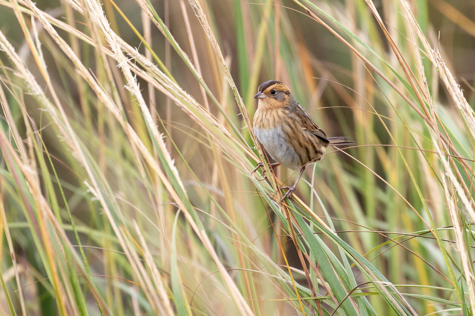 A gray and orange sparrow perches on marsh grass.