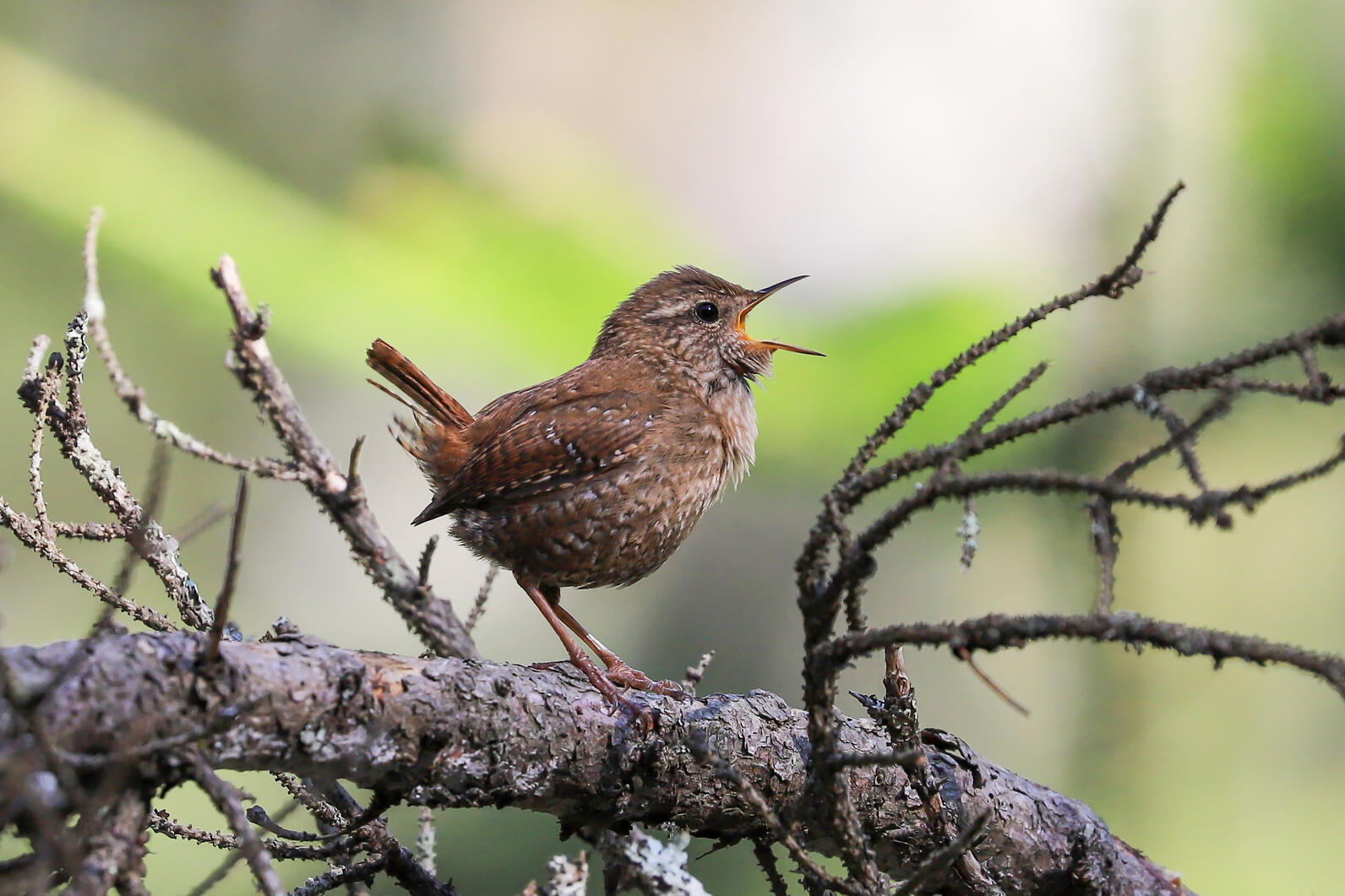 Winter Wren perched on a tree branch singing with its beak wide open