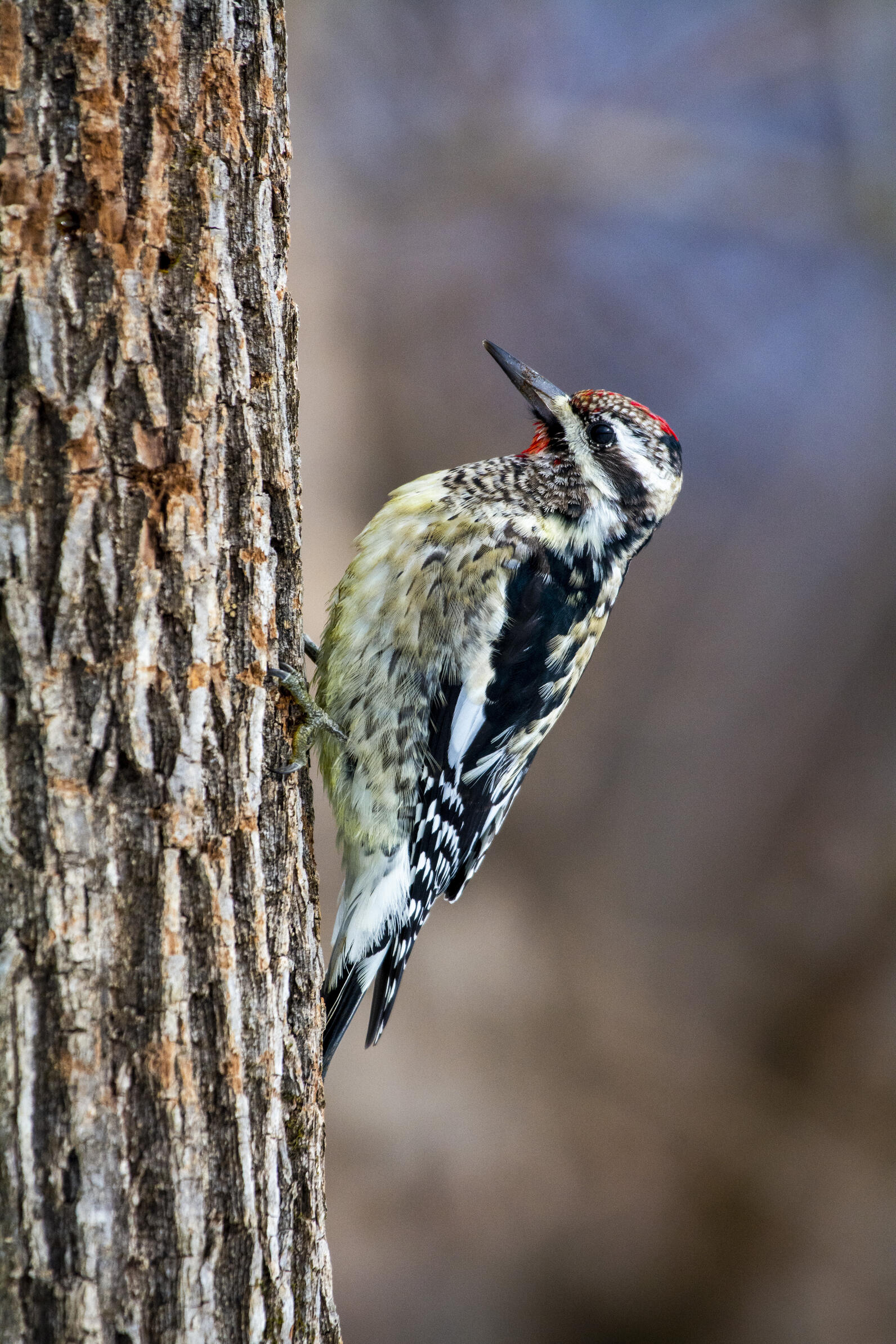 Yellow-bellied Sapsucker perched vertically on a tree.