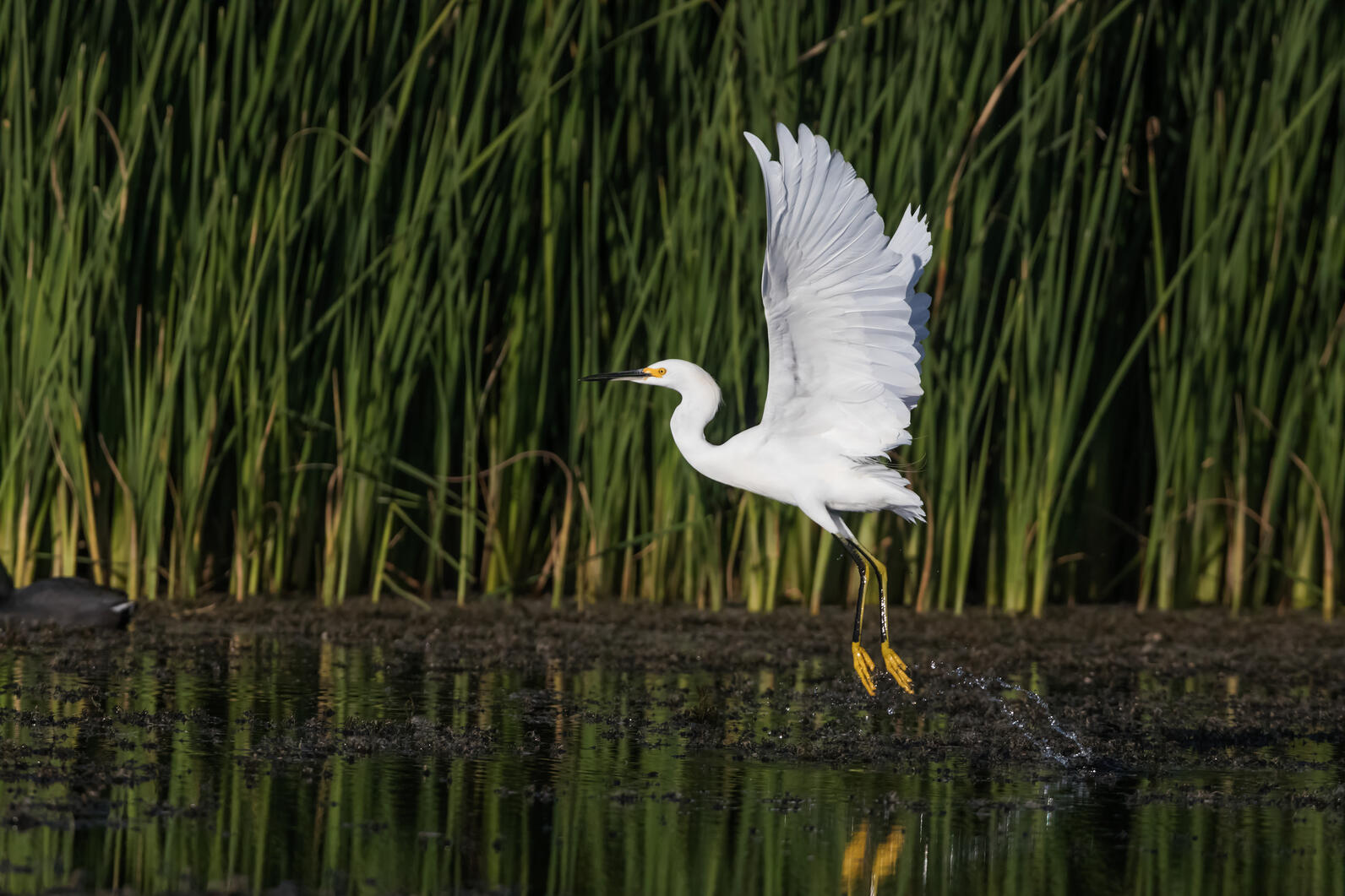Snowy Egret. Snowy Egret.