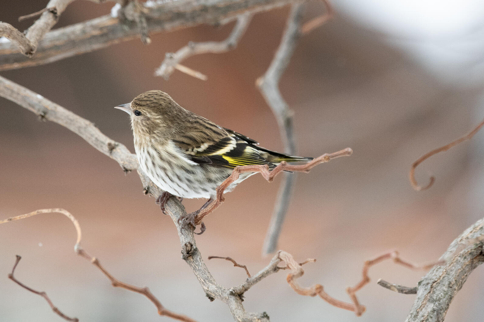 Pine Siskin perched on a tree branch