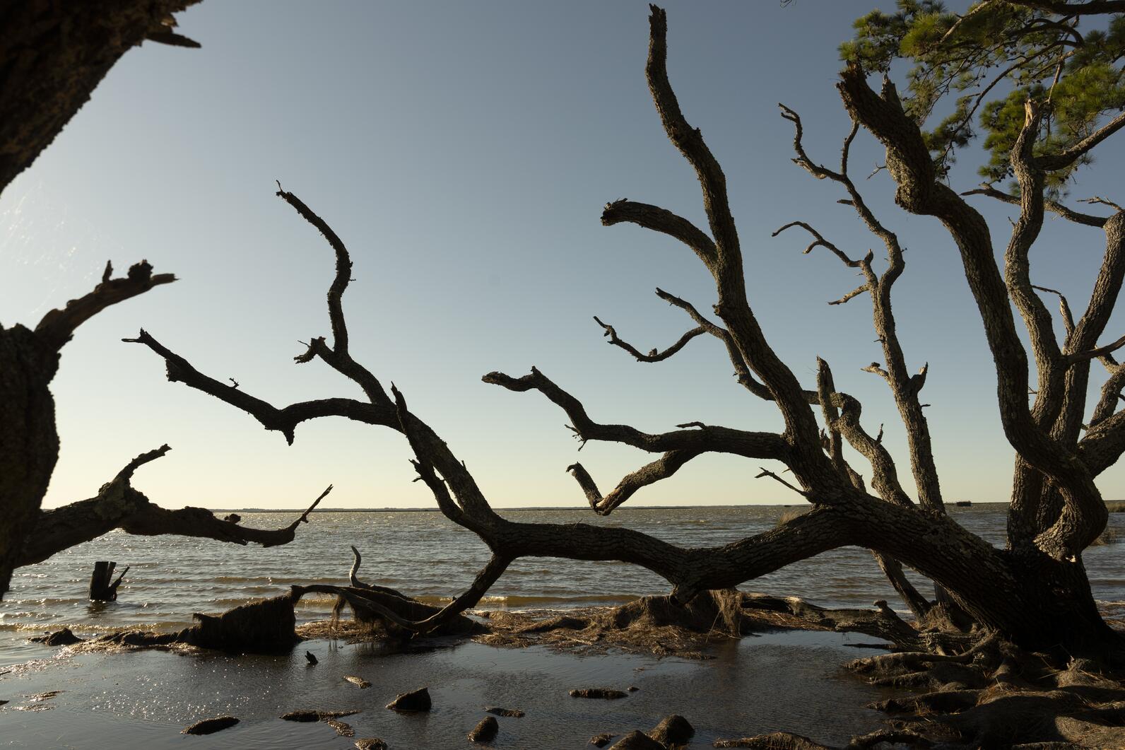 Pine Island sound. Photo: Sydney Walsh/Audubon