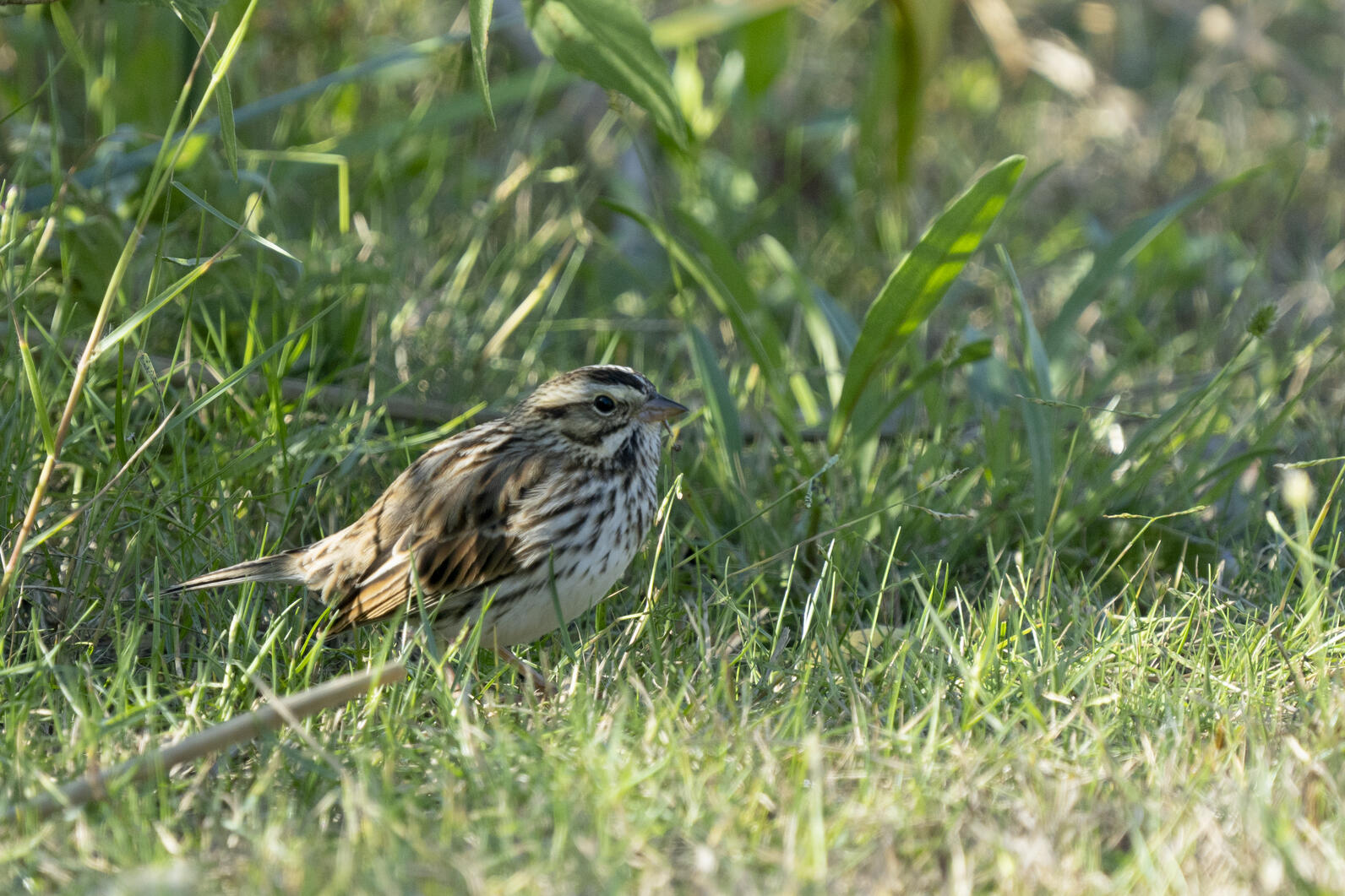 Song Sparrow. Photo: Sydney Walsh/Audubon