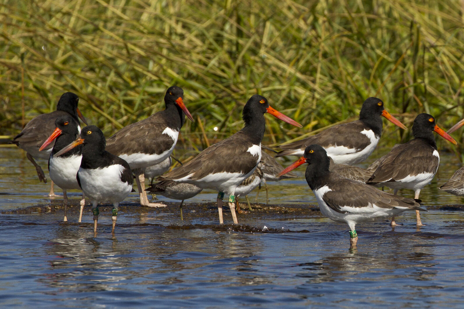 Banded oystercatchers standing near shore