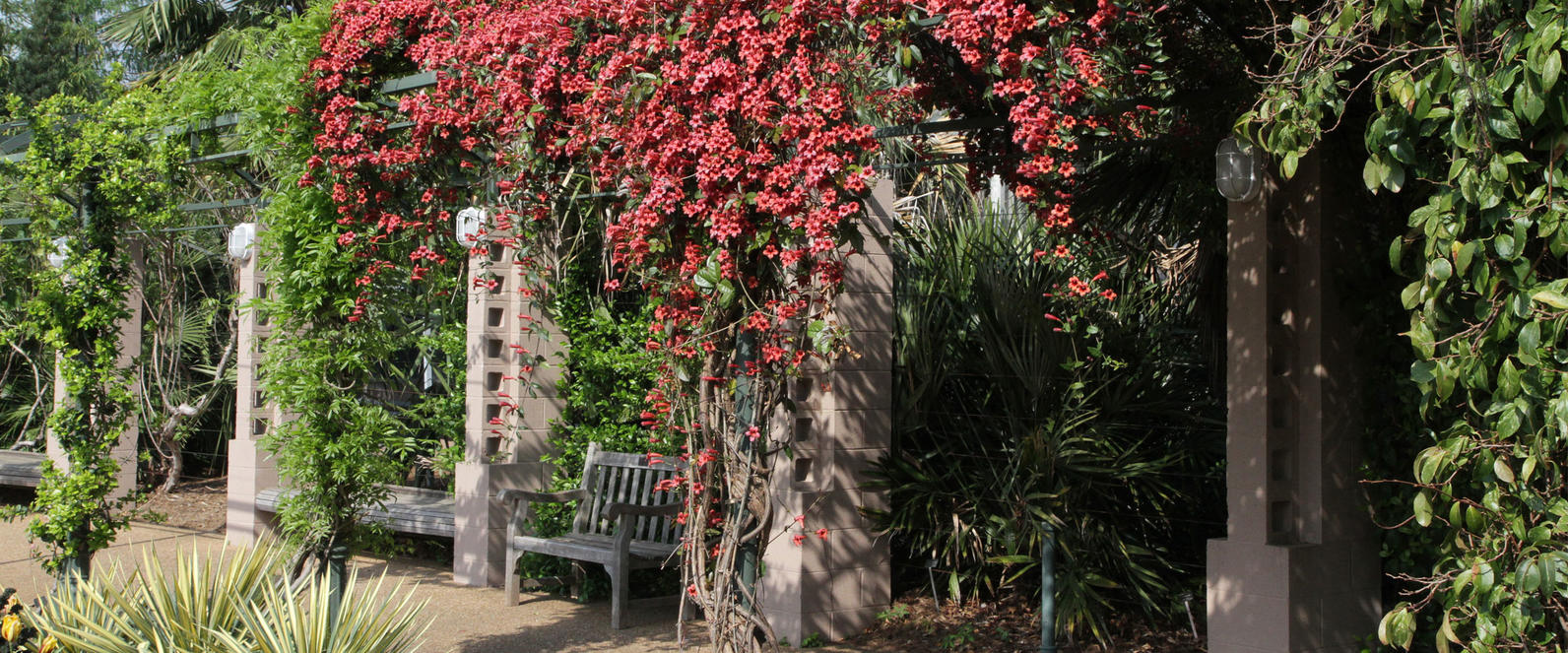 Bignonia capreolata Garden Setting by Will Stuart