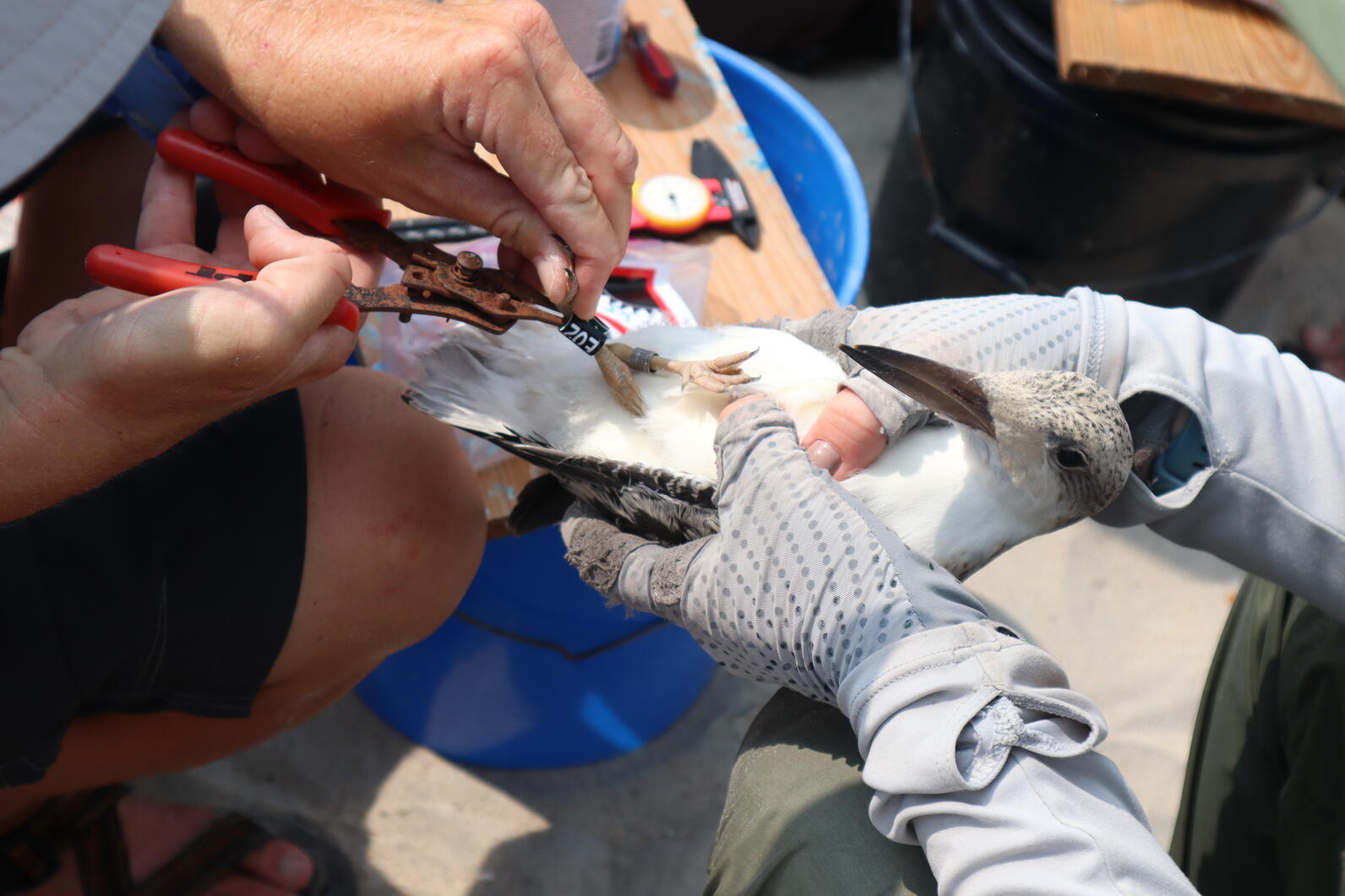 Black Skimmer chick receiving a black field readable band