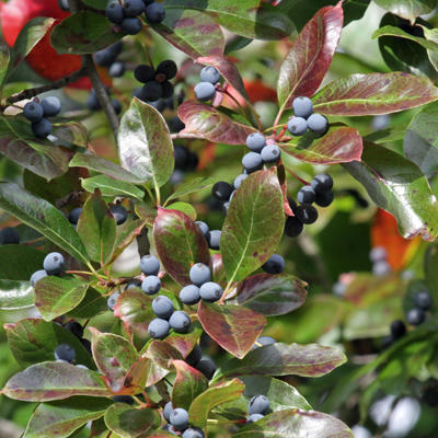 Are black gum tree store berries poisonous to dogs