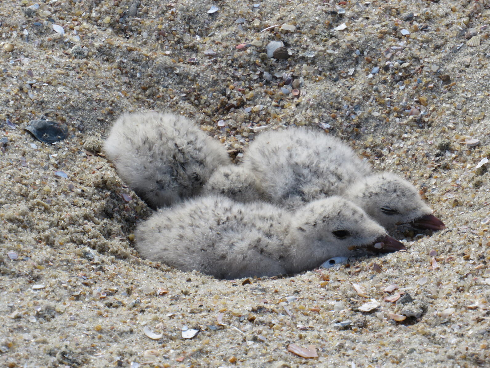 A pair of young birds lay in their nest in the sand.