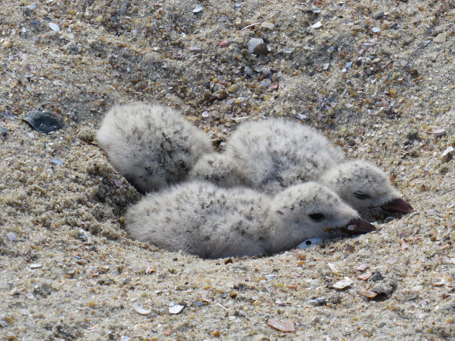 A pair of young birds lay in their nest in the sand. A pair of young birds lay in their nest in the sand.