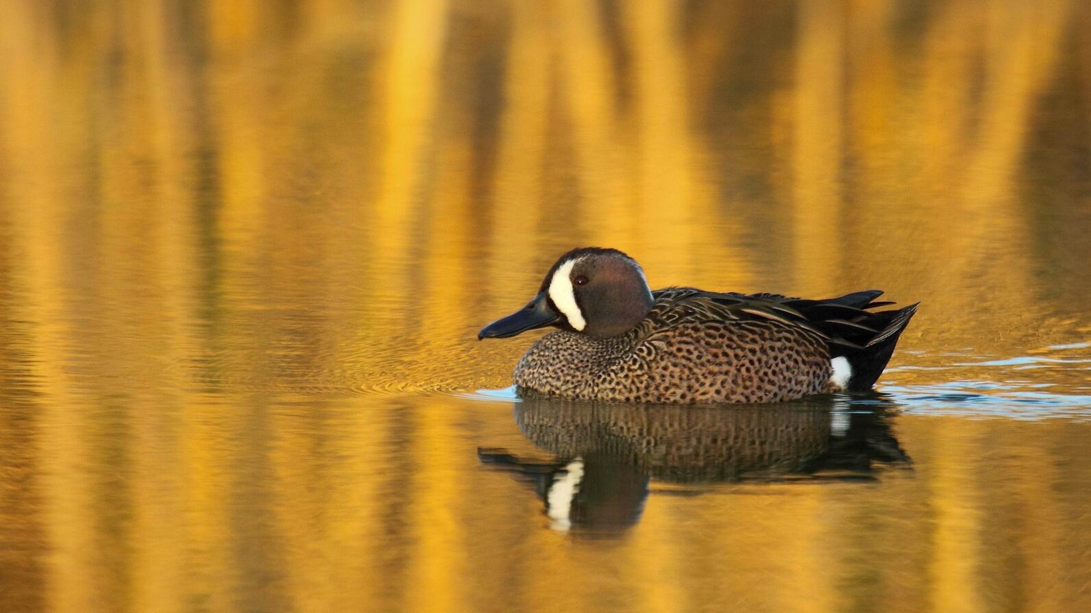 Blue-winged Teal Blue-winged Teal