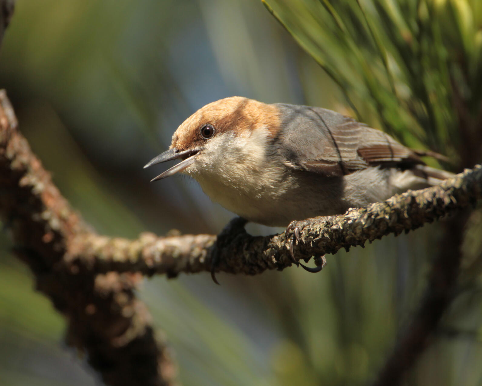 Brown-headed Nuthatch