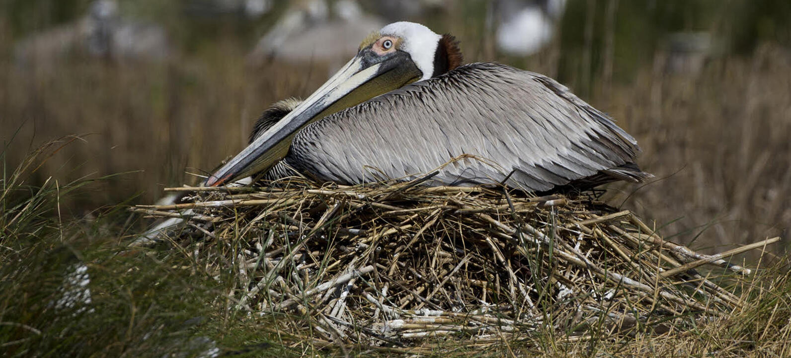 A nesting pelican. A nesting pelican.