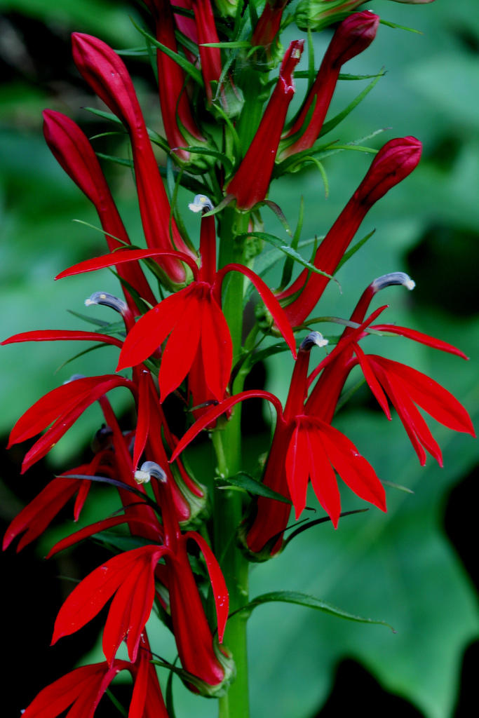 Cardinal Flower A Hummingbird Magnet Audubon North Carolina