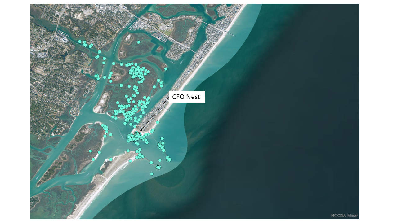 Map of oystercatcher movements.