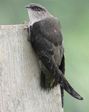 Swift clinging to a post.