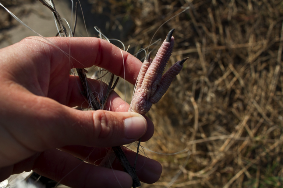 Fish Hook Stuck in Ducks Bill 