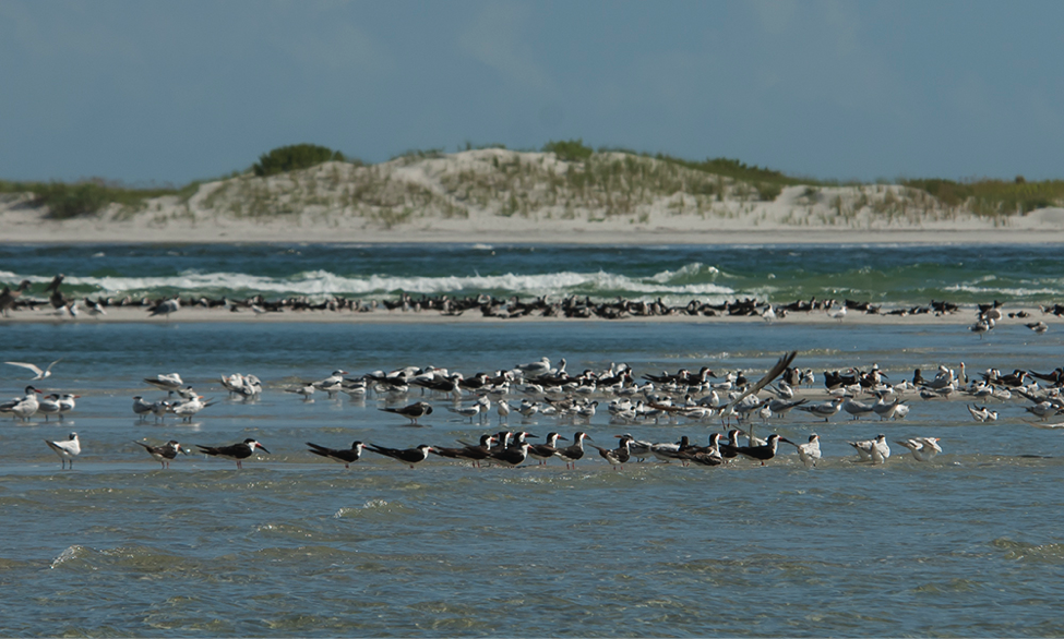 Terns and skimmer staging at Rich Inlet.