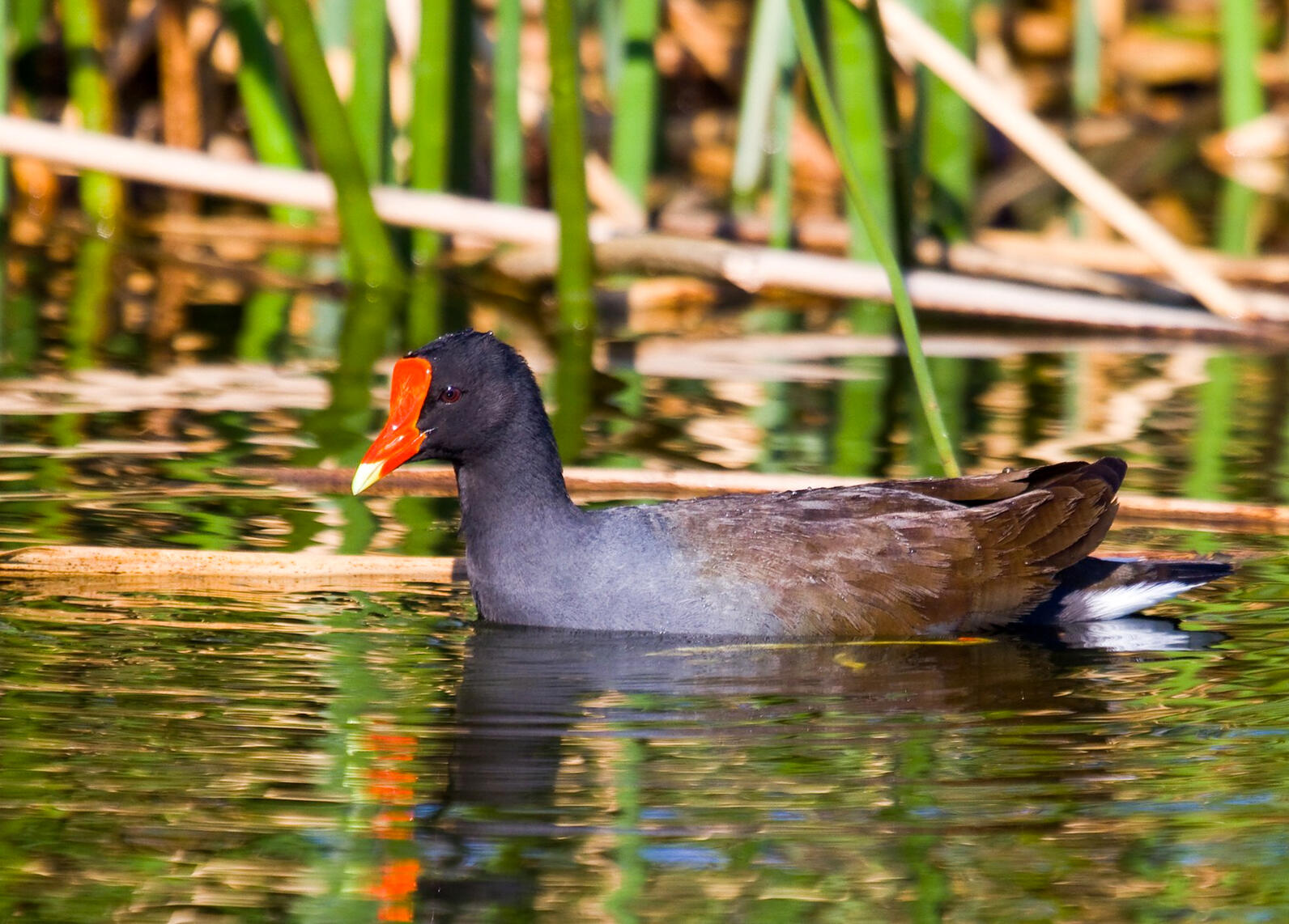 Common Gallinules are related to American Coots, and the two species are often found together. Common Gallinules are related to American Coots, and the two species are often found together.