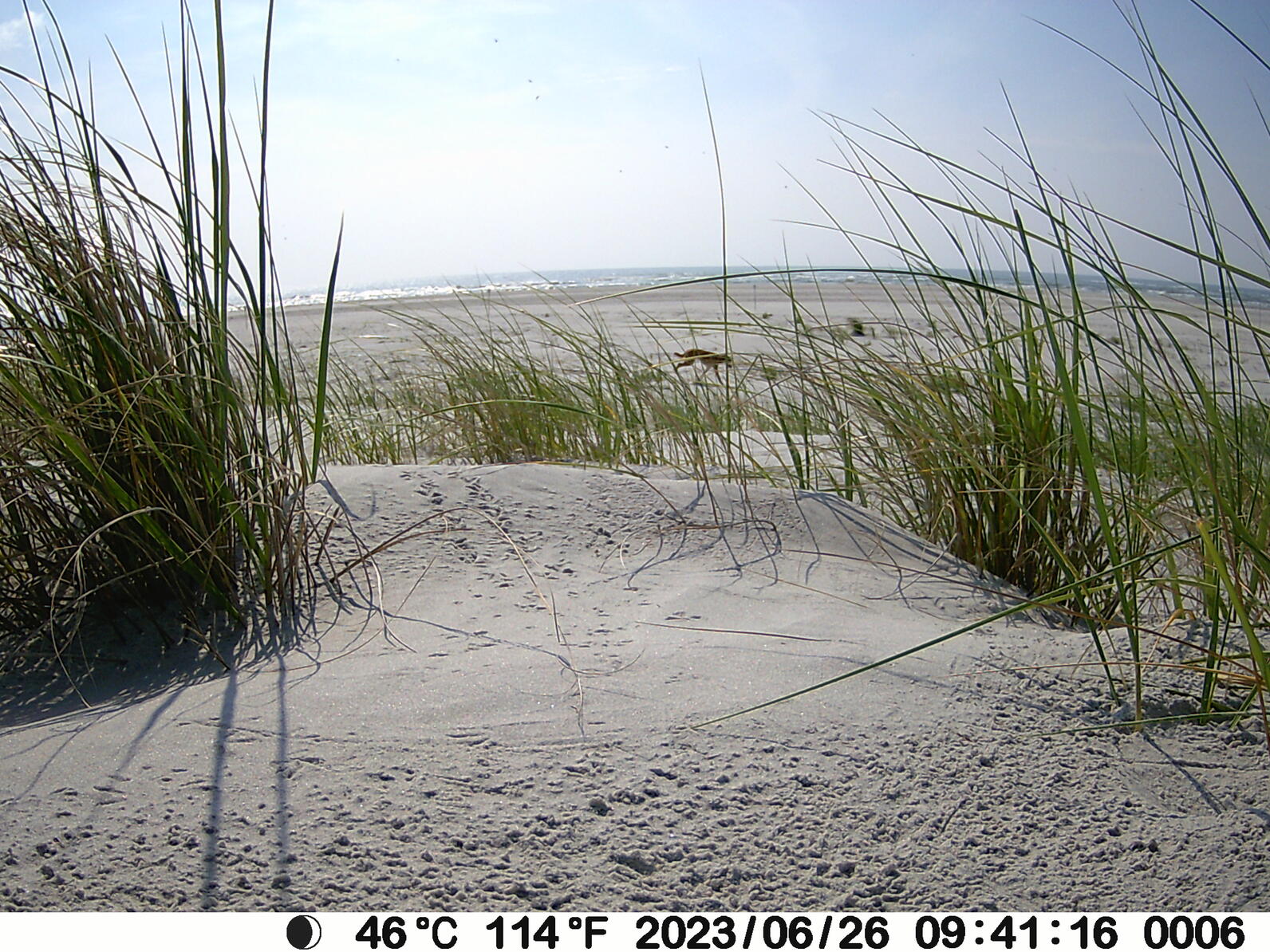 Untended nest with a dog in the background