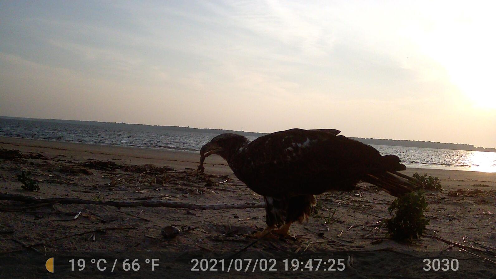 Bald Eagle snacking on an oystercatcher chick.