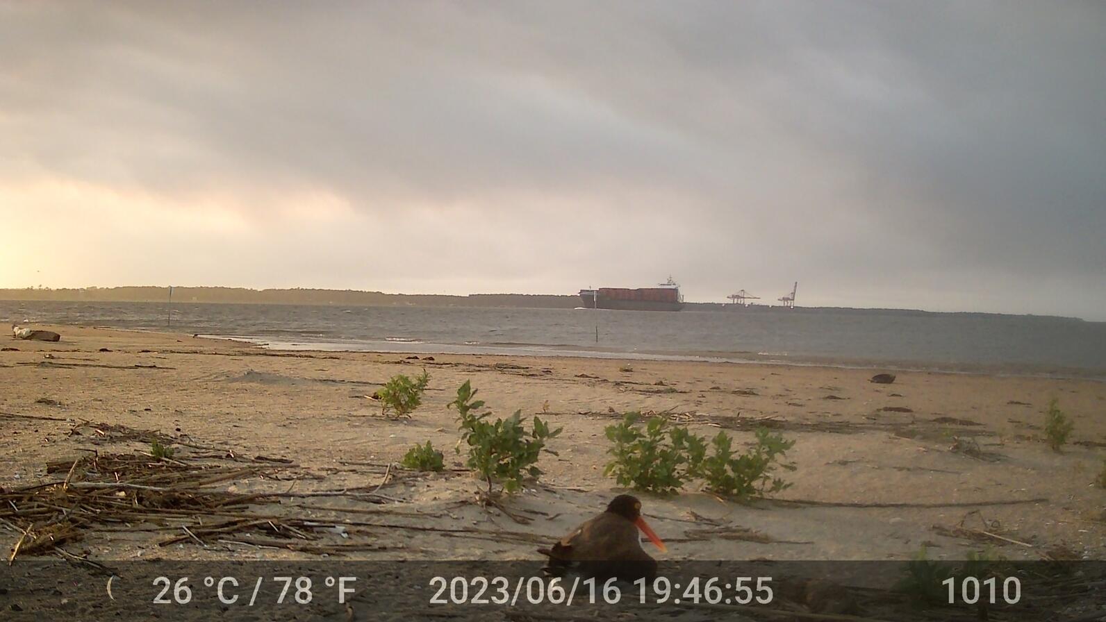 Shipping vessel navigating the Cape Fear River with the oystercatcher nest in the foreground.