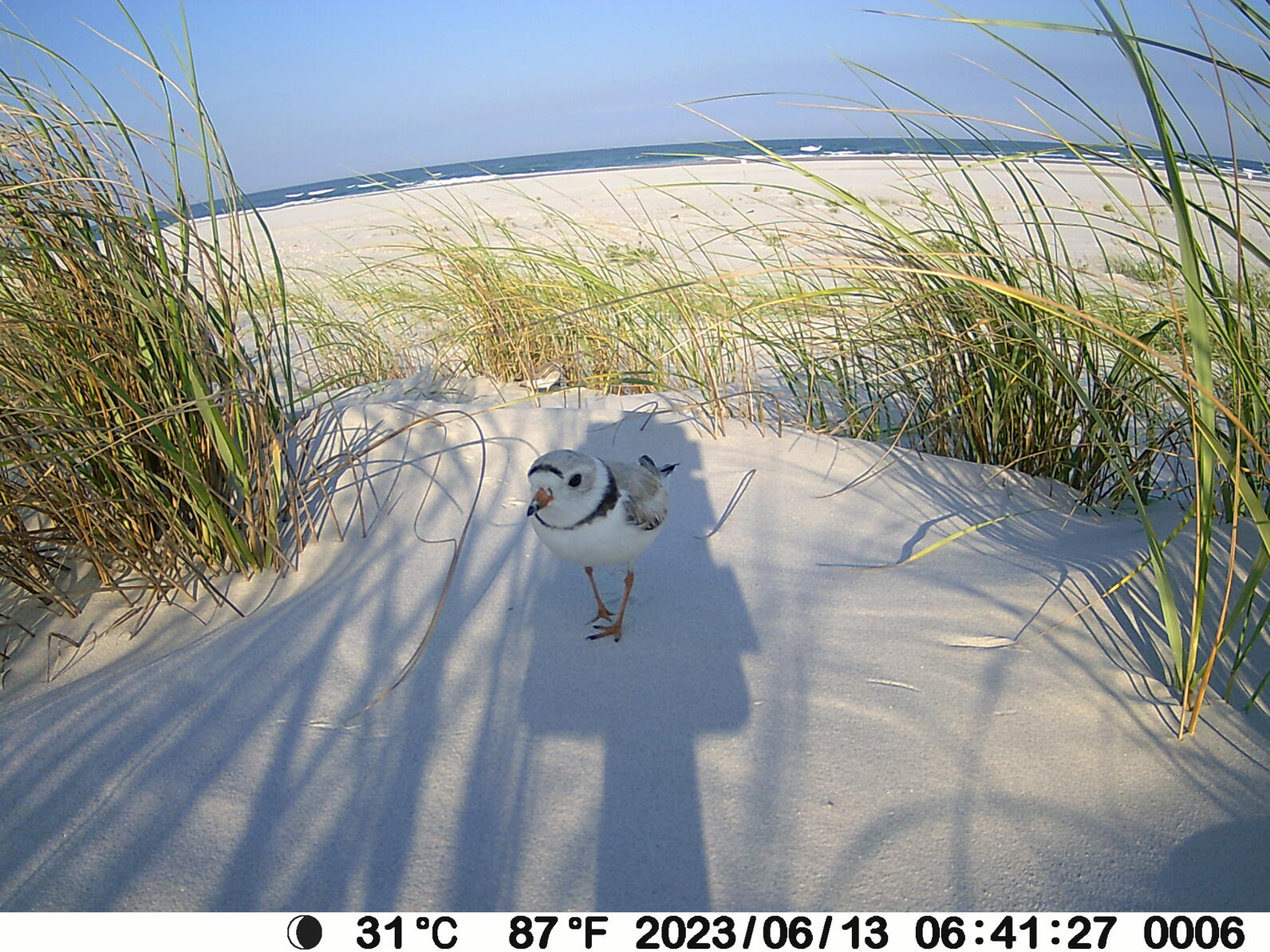Piping Plover sitting under the shade of the trail camera