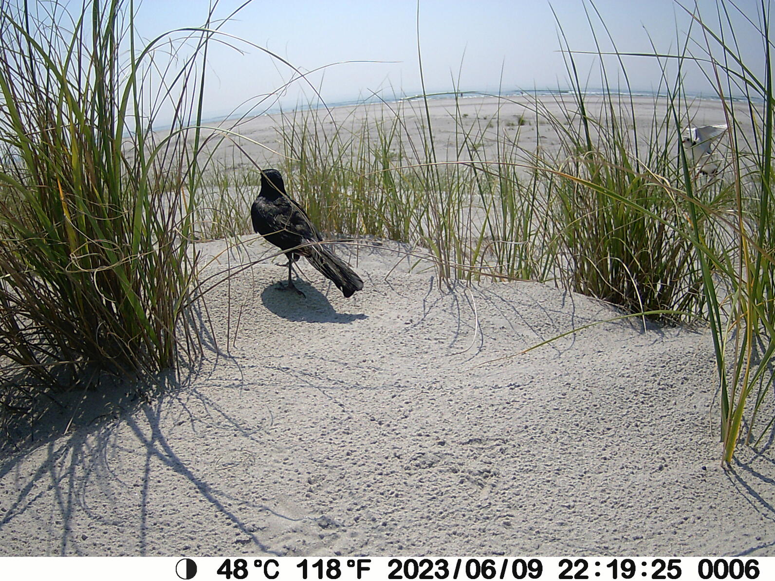 Boat-tailed Grackle sneaking by the nest Boat-tailed Grackle sneaking by the nest