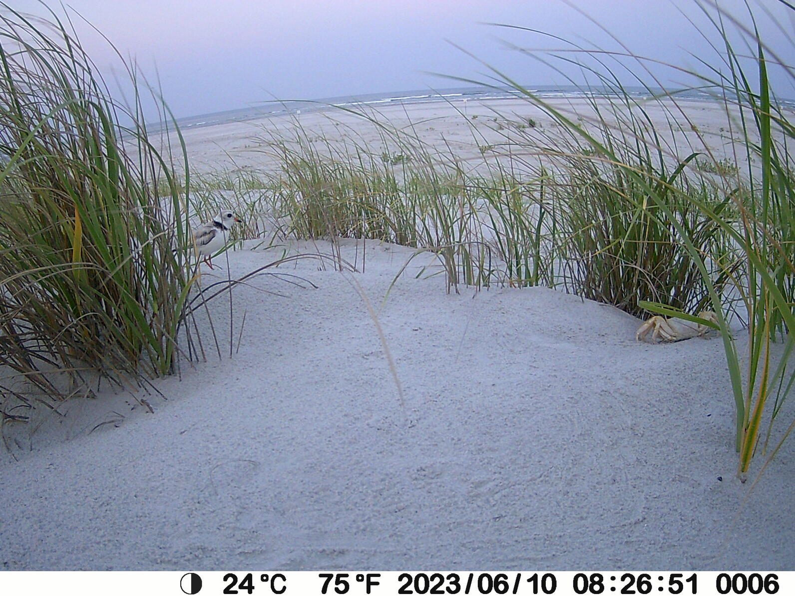 Ghost crab creeping up on the Piping Plover nest Ghost crab creeping up on the Piping Plover nest