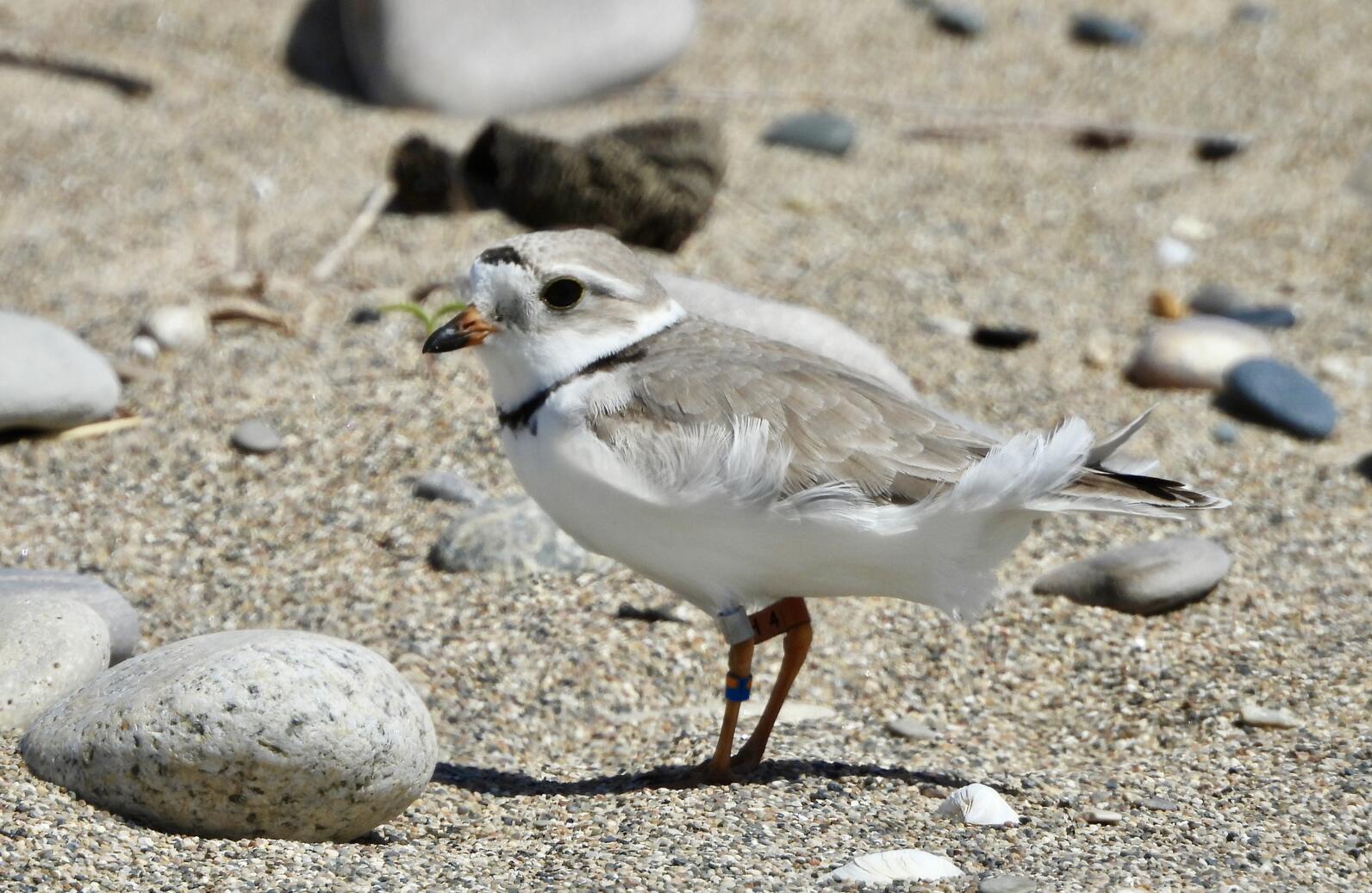 Blaze is a hand-reared Piping Plover from Waukegan Illinois that spends the winter at Masonboro Inlet in NC. Photo: Courtesy of Lake County Audubon