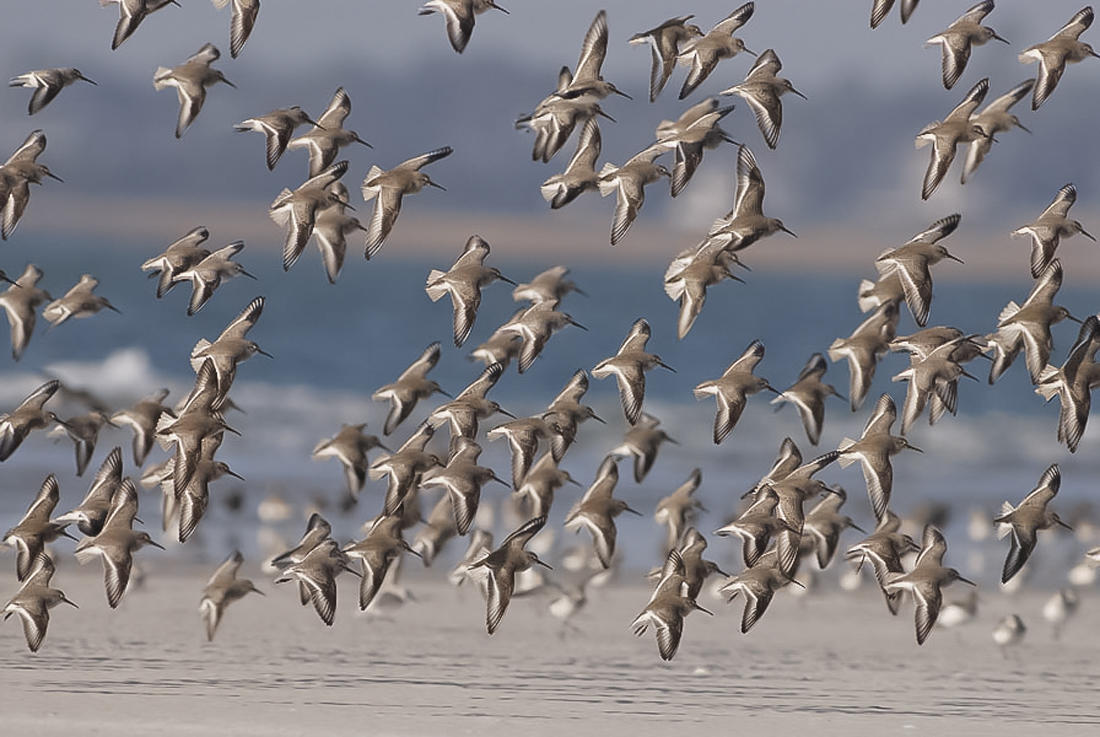 A Fall Guide to Coastal Migration | Audubon North Carolina